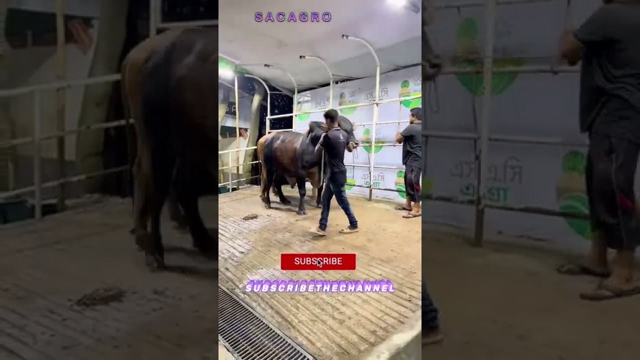 2022 qurbani eid huge black sahiwal bull || biggest sahiwal goru || #shorts #goru #animals #pets