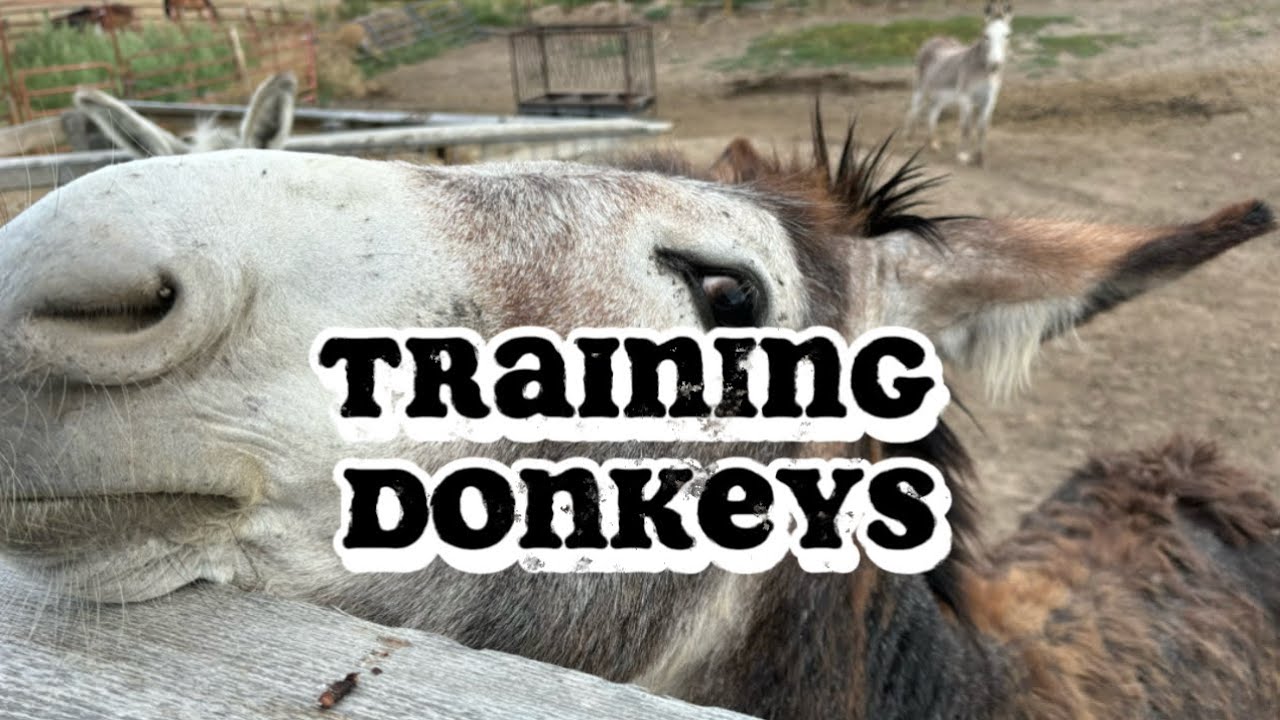 The Real Guide to Training Wild Donkeys &ndash; Beginner-Friendly Breakdown