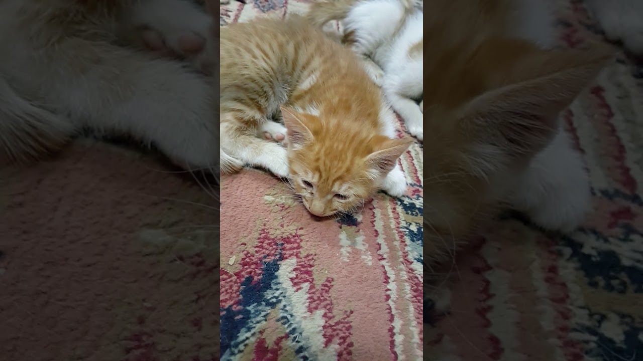فطام الصغار🍼😢