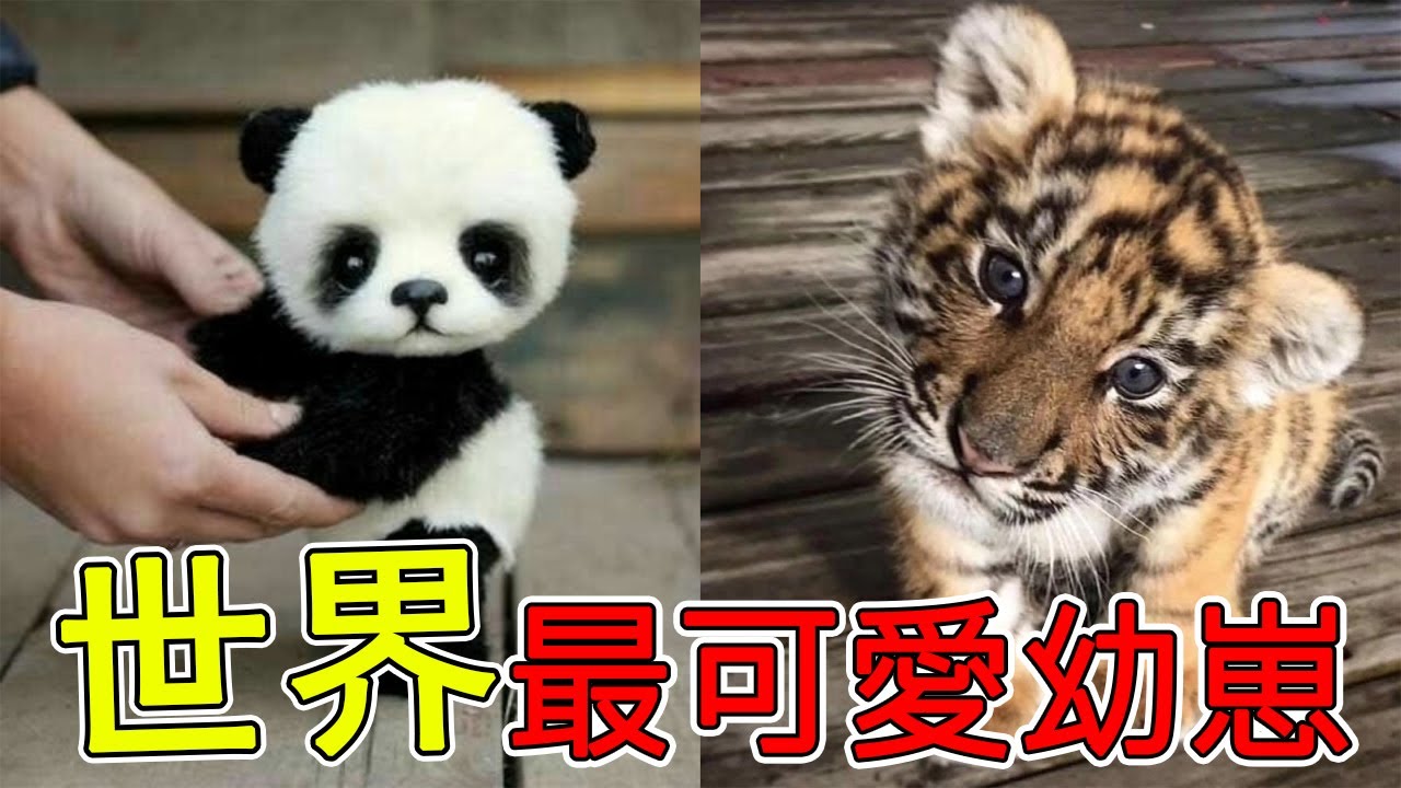 全世界最可愛的8隻動物幼崽，你最喜歡裡面哪一個？快來養一隻吧！