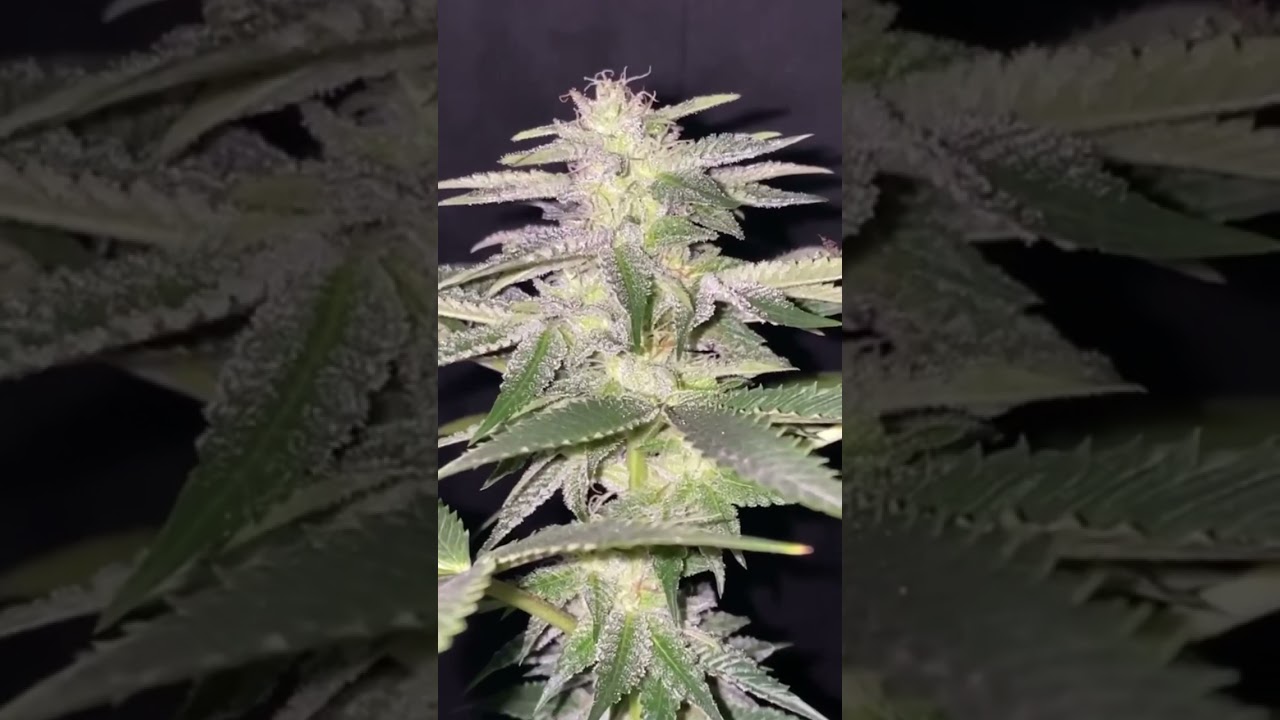 #PoweredByStoneTek #SoilGrown #IndoorCannabis