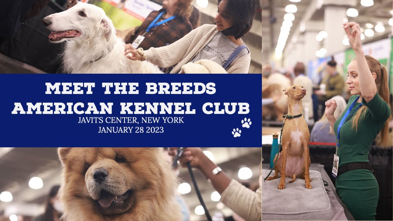 AKC Meet the Breeds - American Kennel Club - New York City 2023 (in 4K)