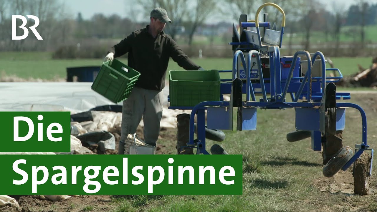 Spargel leichter ernten mit Spargelspinnen: Agrartechnik für Erntehelfer | Unser Land | BR