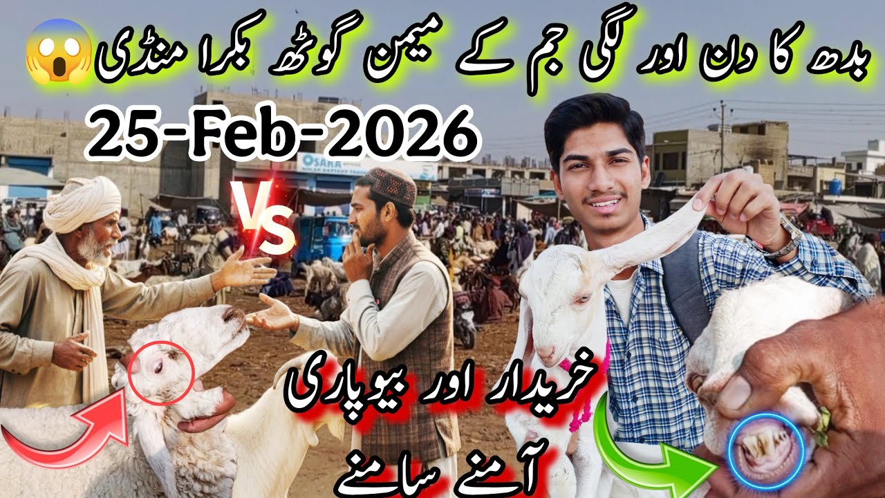 Memon Goth Bakra Mandi Latest Updates | 25-2-2026 | Qurbani Ka Maal Bharpoor Aagaya😱 | @AhmedKSath 