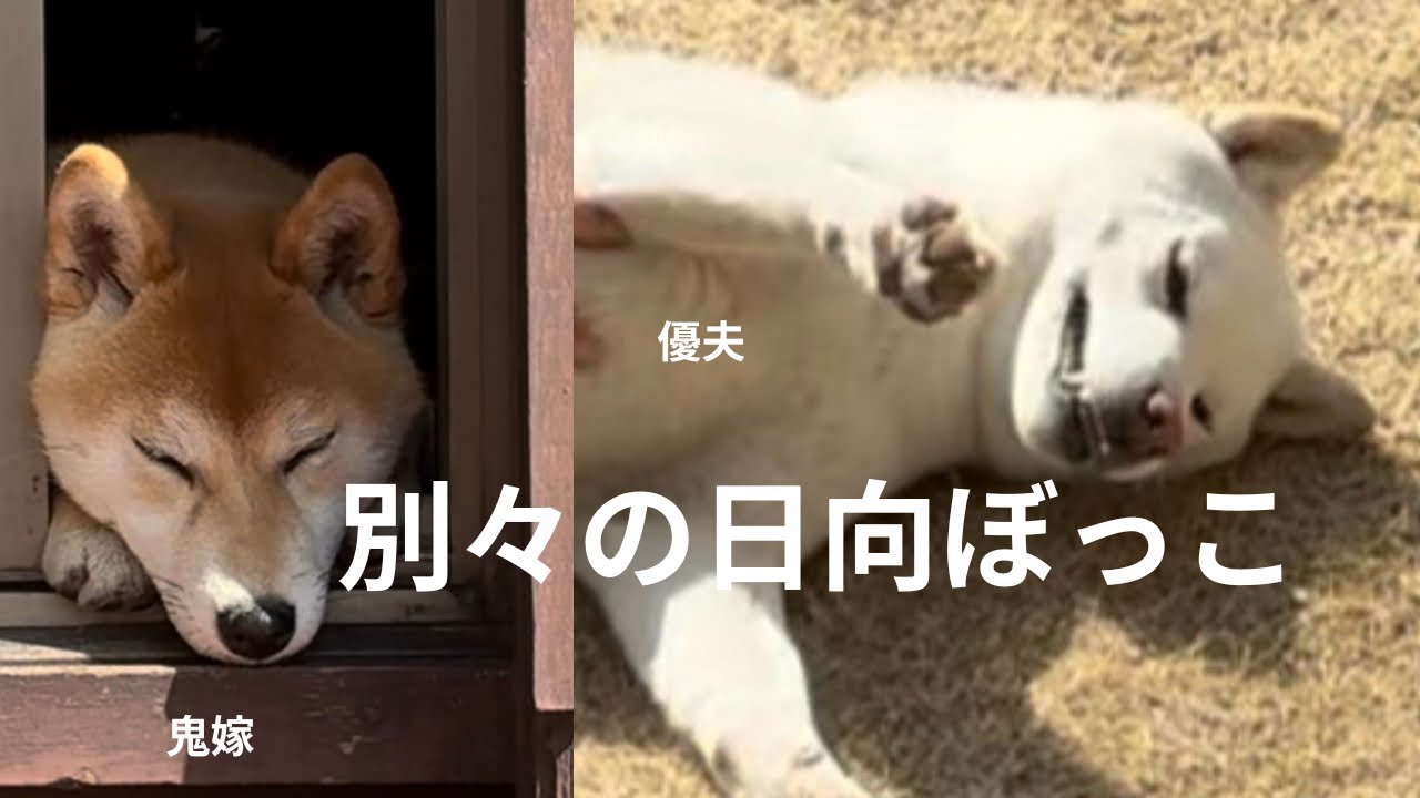 ボール遊びと日向ぼっこ#柴犬＃白柴＃赤柴＃ご飯#散歩＃ヤンチャガール ＃多頭飼い＃犬のいる生活＃癒し＃可愛い#楽しい1日#8ヶ月＃5才＃鬼嫁＃優夫#犬バカ#あそび#鈴ちゃん