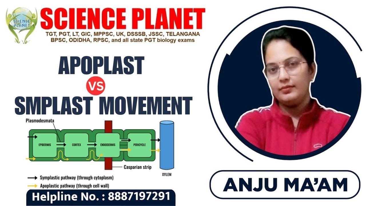APOPLAST Vs SMPLAST MOVEMENT II SYMPLASTIC PATHWAY II BY ANJU MAM II SCIENCE PLANET II