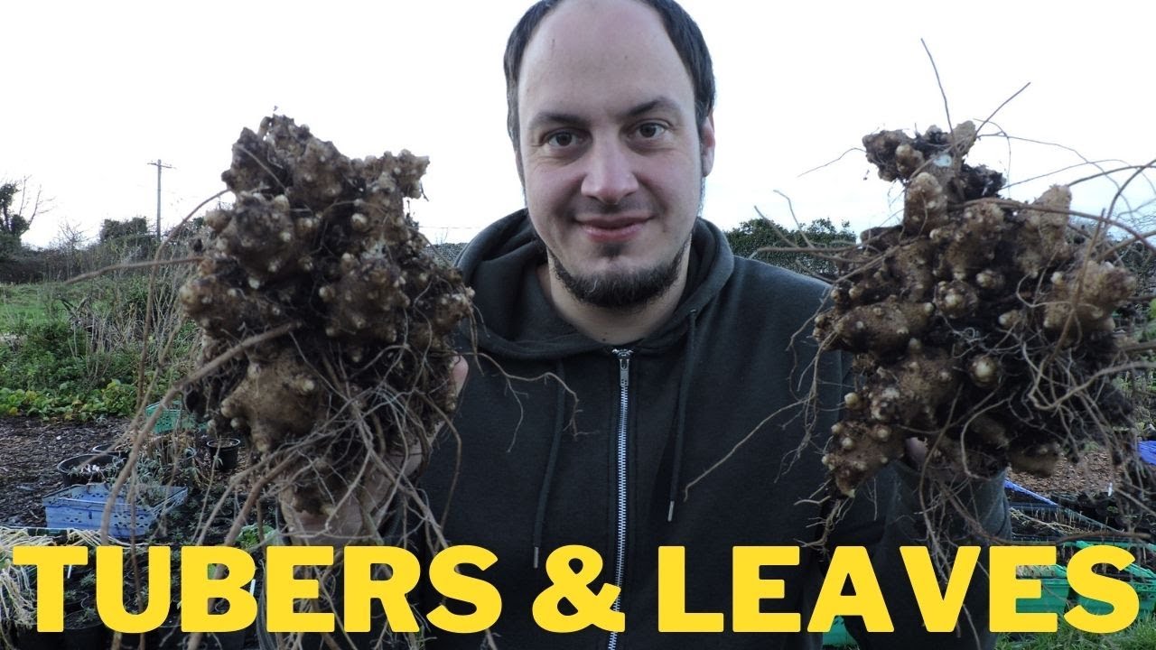 Madeira Vine Tubers & Leaves Harvest – Better than Spinach?