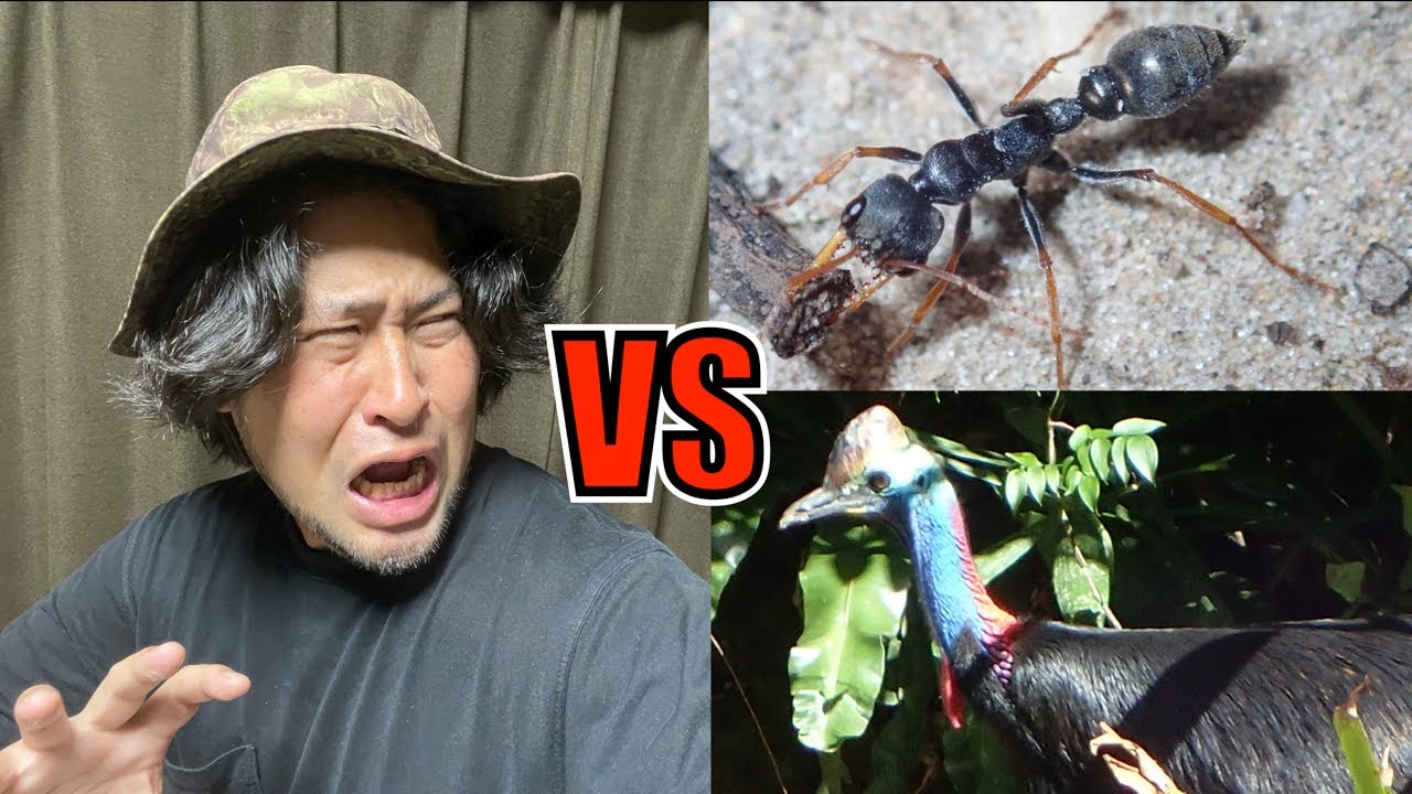 【恐怖体験】最強のアリと格闘してたら最強のアレが乱入してきた話