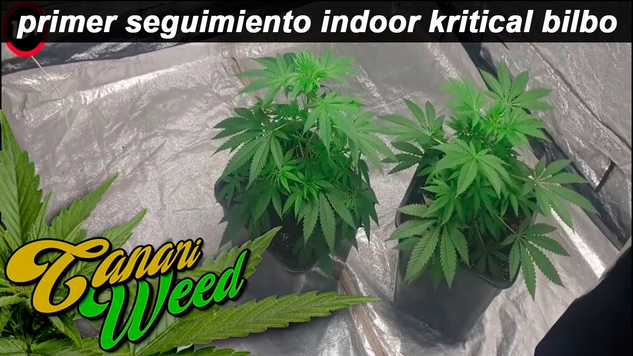 1&ordm; SEGUIMIENTO INTERIOR  kritical bilbo y crumbled cookies primeras semanas