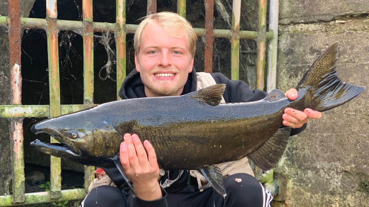 OAK ORCHARD Salmon Fishing (snagger city)