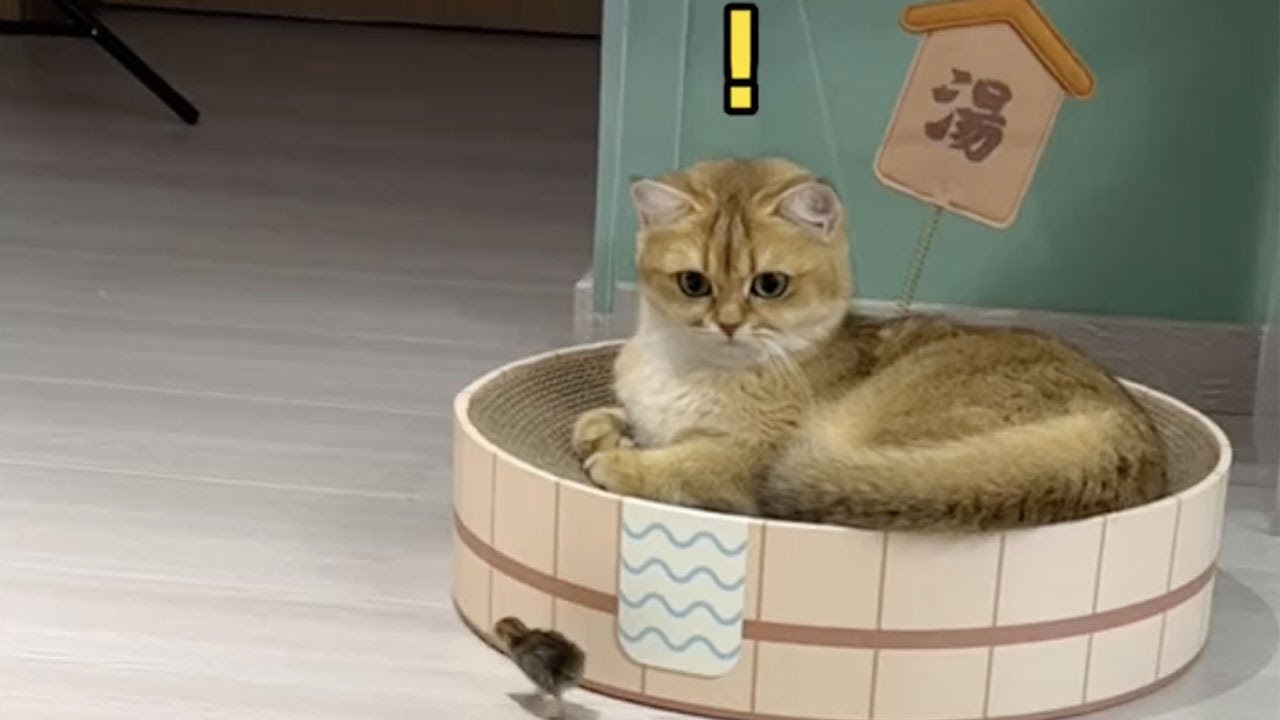 【牛奶是只猫】芦丁鸡终于孵化出来了～没想到结尾小老三和小鸡竟然……