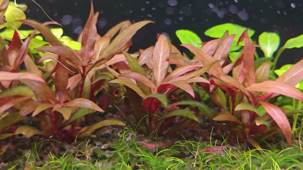 Wpuszczam 130 krewetek Red Cherry! 🦐 Czy pomogą z glonami w moim 72l HT?