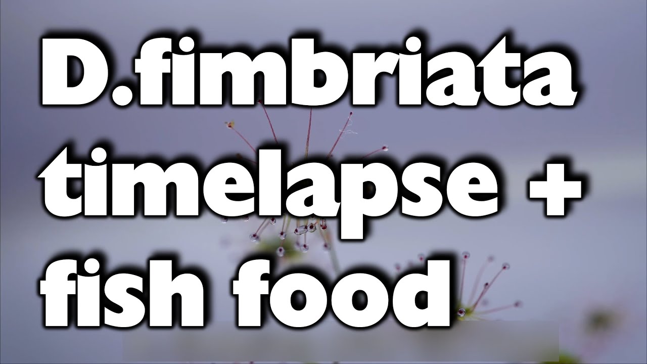 Drosera fimbriata timelapse with fish food 4k/ D. fimbriata Knollendrosera Zeitraffer
