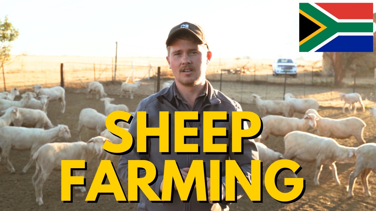 Sheep Farming in South Africa  Sheep Farm Tour