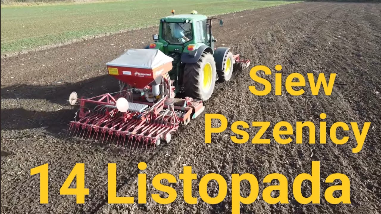 Późny siew Pszenicy 14 listopada