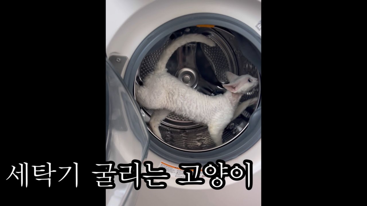 출산 후 매끈한 몸매를 유지하는 비결 .  세탁기 굴리는 고양이 데본렉스