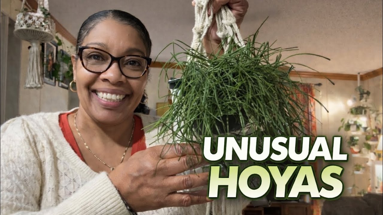 Unusual Hoyas | Do These Even Look Like Hoyas?