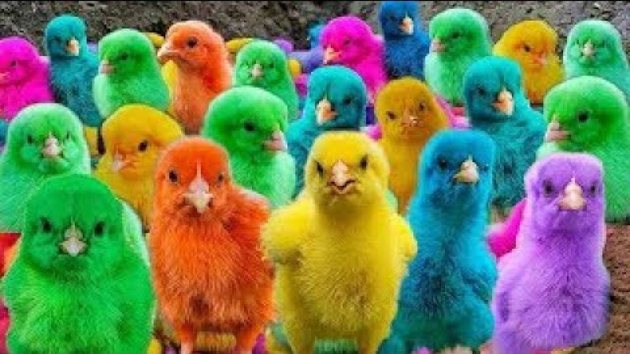 Tangkap Ayam Lucu, ayam warna warni, ayam rainbow, kelinci lucu, bebek lucu, ikan koi, Hewan Lucu
