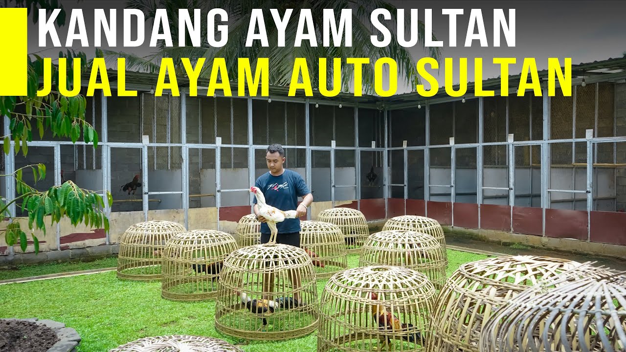 Ternak Ayam Bangkok Datangkan Keuntungan Besar