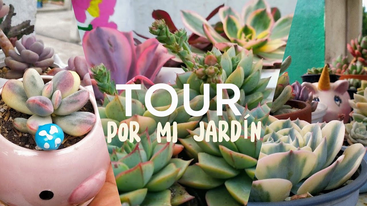 TOUR POR MI JARDÍN 2024 #trend #suculentas