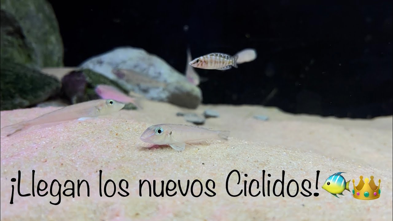 Tanganyika 576l ¡¡¡Llegan los reyes del acuario!!!🐠👑