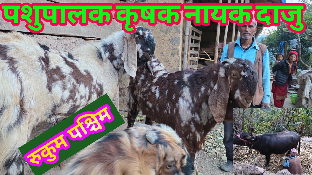 रुकुम पश्चिम बाँफिकाेट-६  कुशल पशुपालक कृषक|Traditional Domestic Animal Keeper in Nepalese Village||