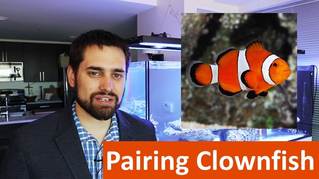 😀 Prize drawing details and a maroon clownfish pairing attempt)
