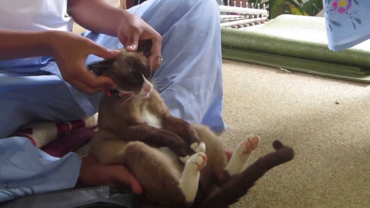 Cat gets Thai Massage. Hillarious!