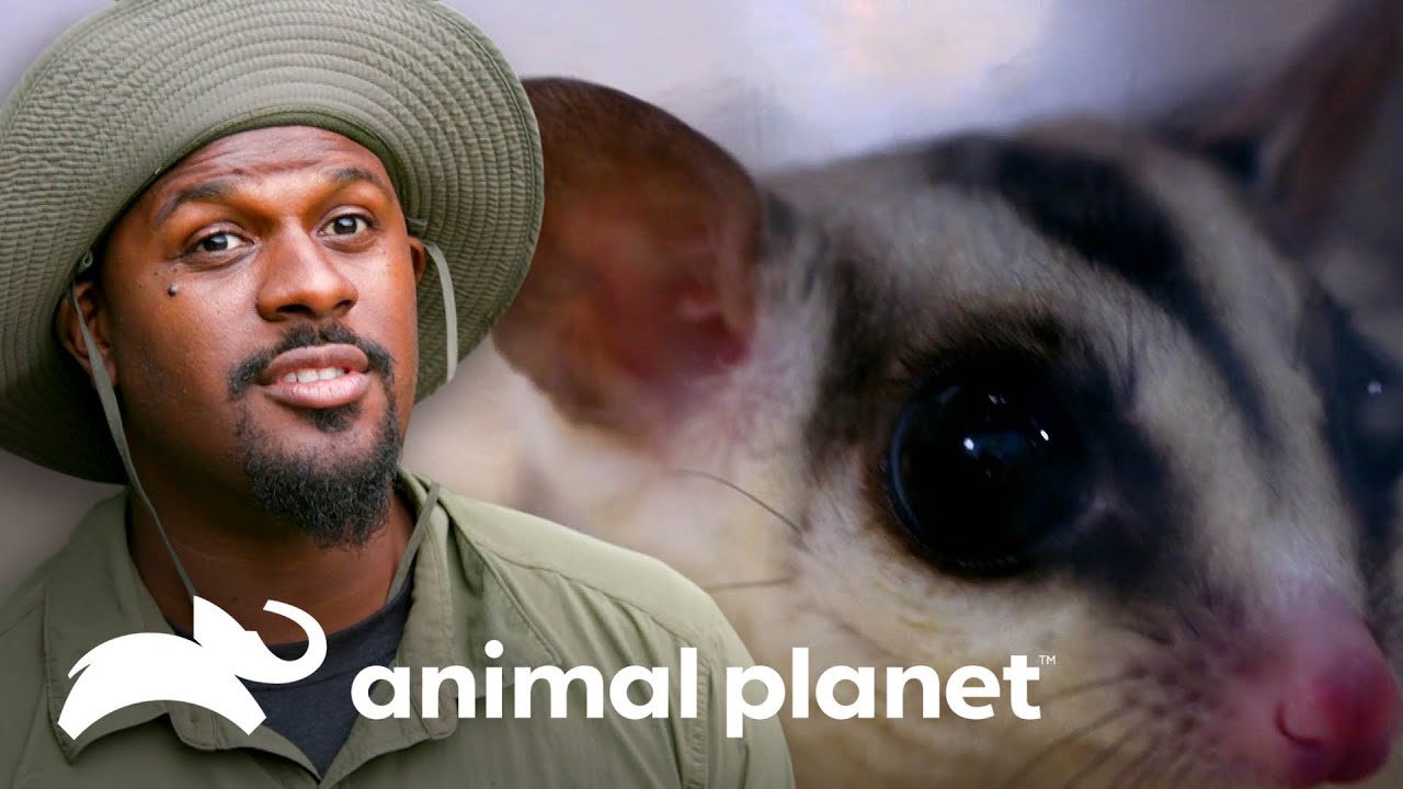 Asombrosa capacidad de planeo de un marsupial | Pequeños Gigantes de la Naturaleza | Animal Planet