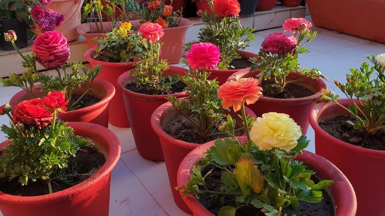 How to Grow and Care Ranunculus / Persian Buttercup || Fun Gardening