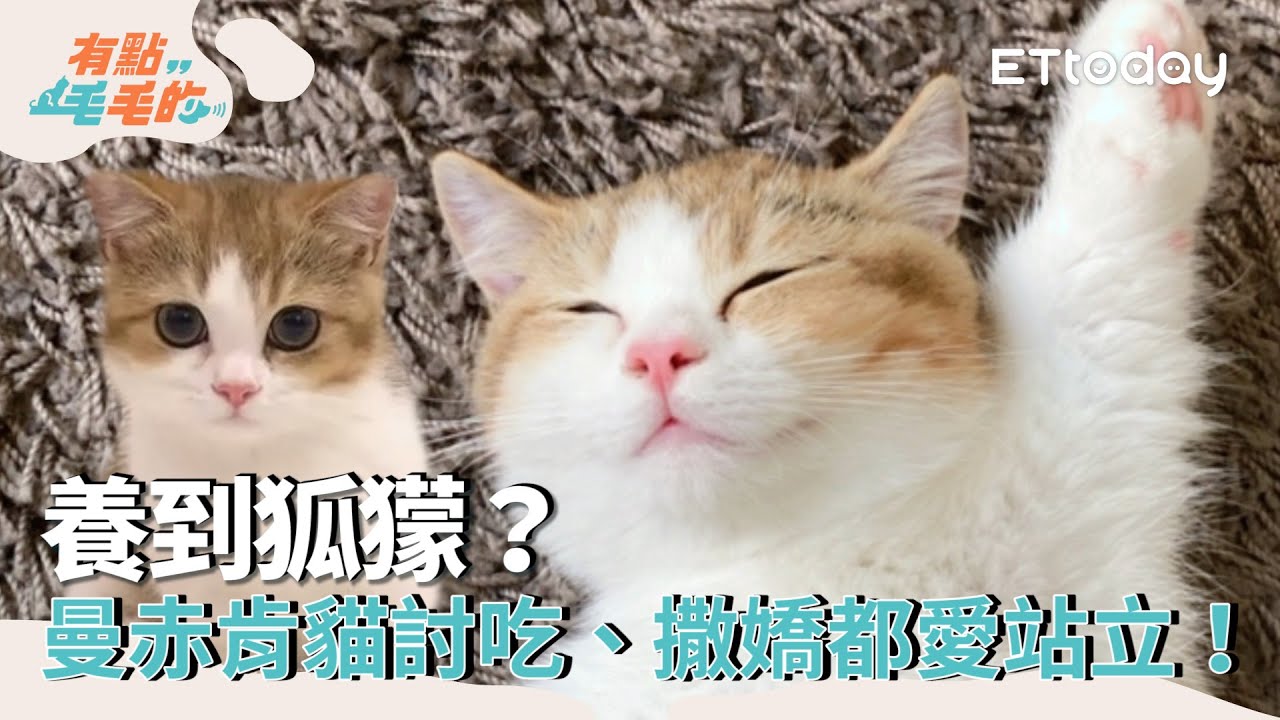 【欸這可以養嗎】養到狐獴？曼赤肯貓討吃、撒嬌都愛站立！超穩下盤笑翻媽媽｜有點毛毛的 ｜ETtoday寵物雲