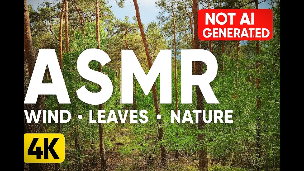 Real Forest ASMR in 4K – Wind & Leaves (Not AI)