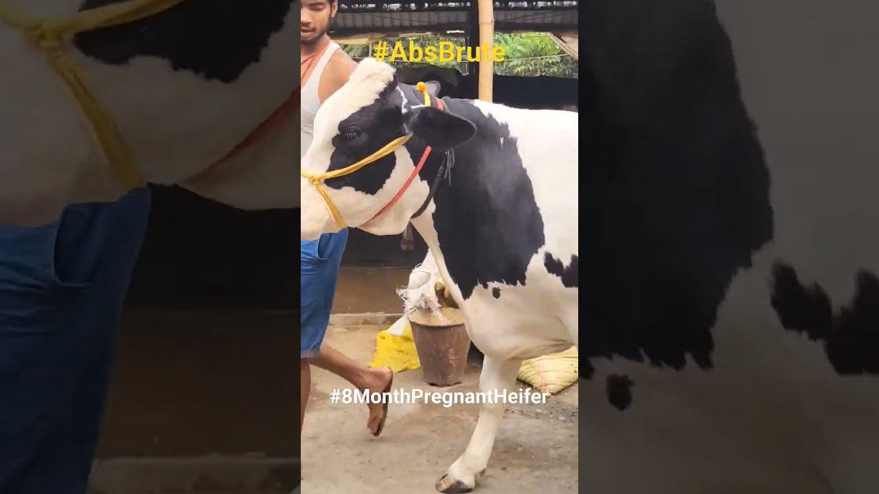 #tdm #dairy #abs #brute #india #trending #viral #animal #cow #dairyfarm #modi #ipl #bihar #bjp #aap