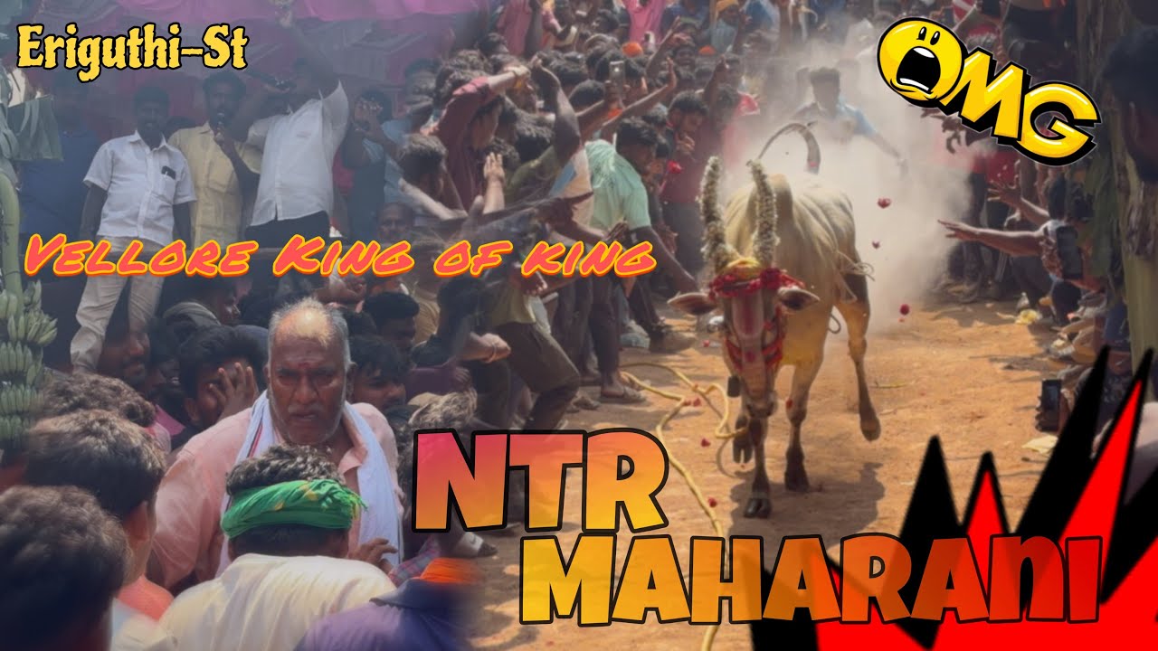 #NTR#Maharani #earikuthistreet|8.50| #mass running #vellorekingofking #ntrbabu