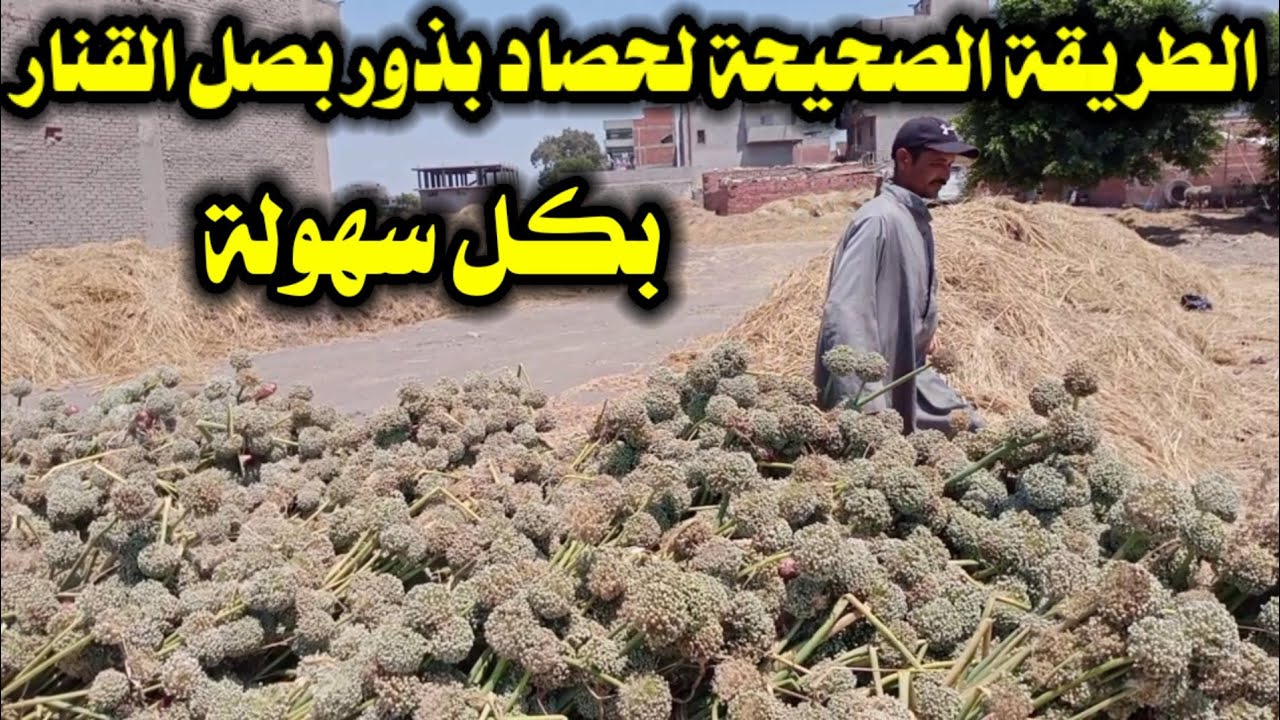 الطريقة الصحيحة؛ لحصاد بذور بصل القنار؛ بسهولة وبساطة