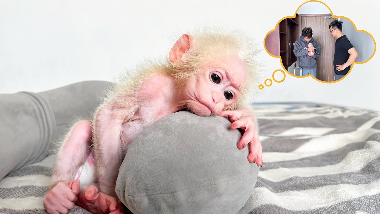 (Full Video) Monkey Baby Molly is heartbroken when Dad leaves her