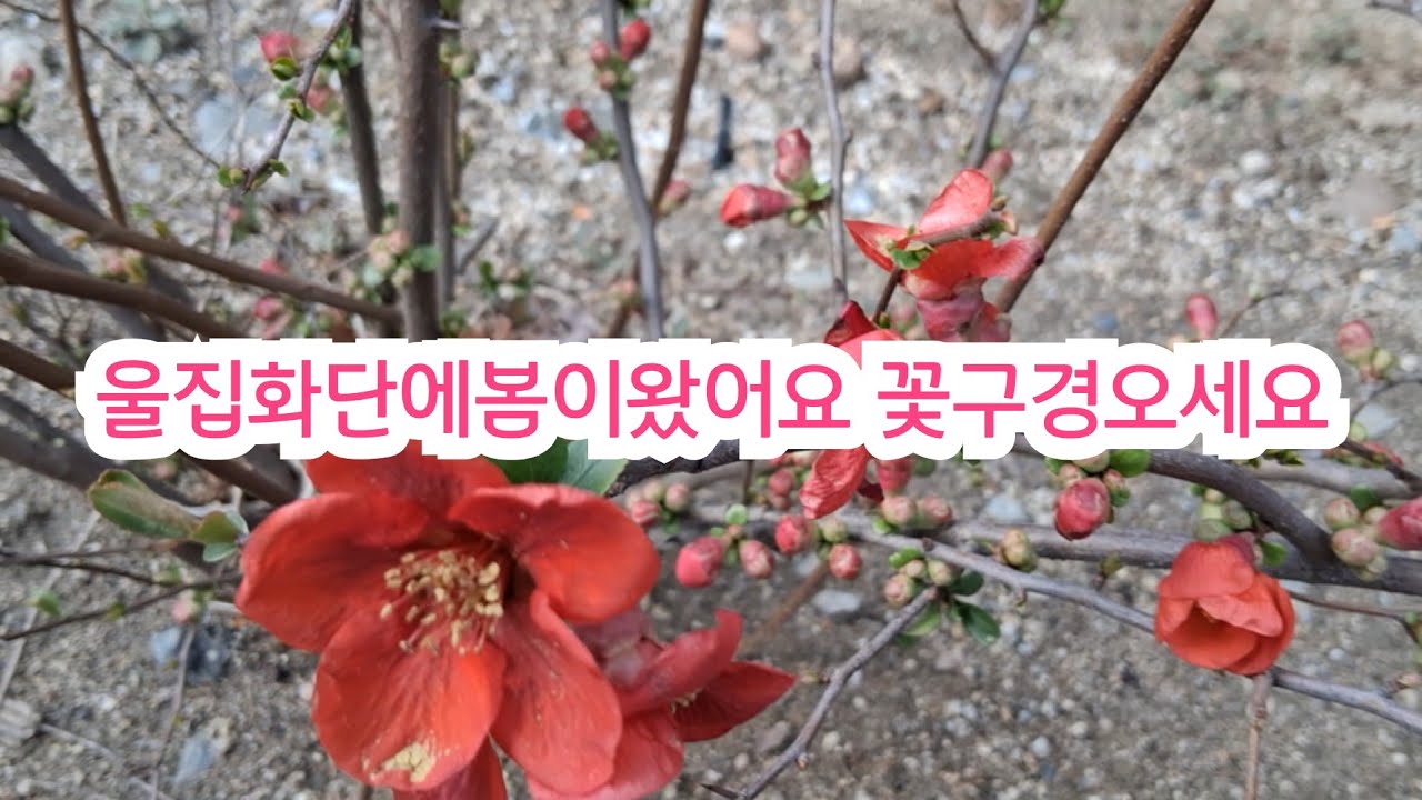 봄이왔어요.땅에서도 나무에서도 봄이왔슴을요🌿
