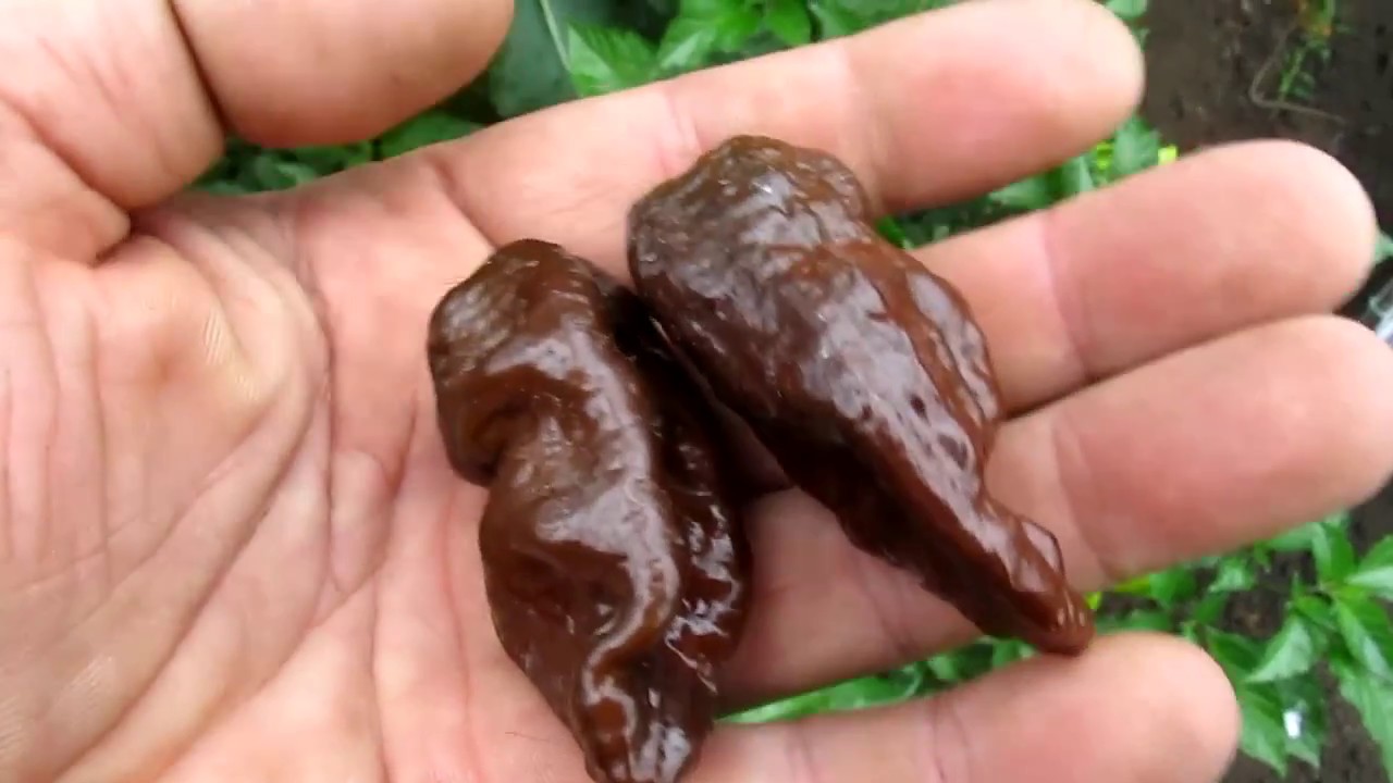 7 pot Chaguanas Chocolate SLP - Самые острые сорта перца