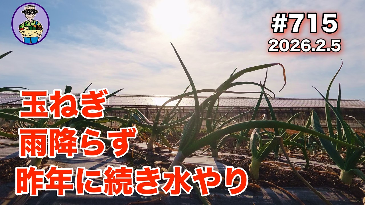 【玉ねぎ】 第715話、育苗に失敗した中生に２回目の追肥をする。雨が降らない。昨年に続いて今年も水やりをする。 #オーガニック栽培 #家庭菜園 #農業VLOG