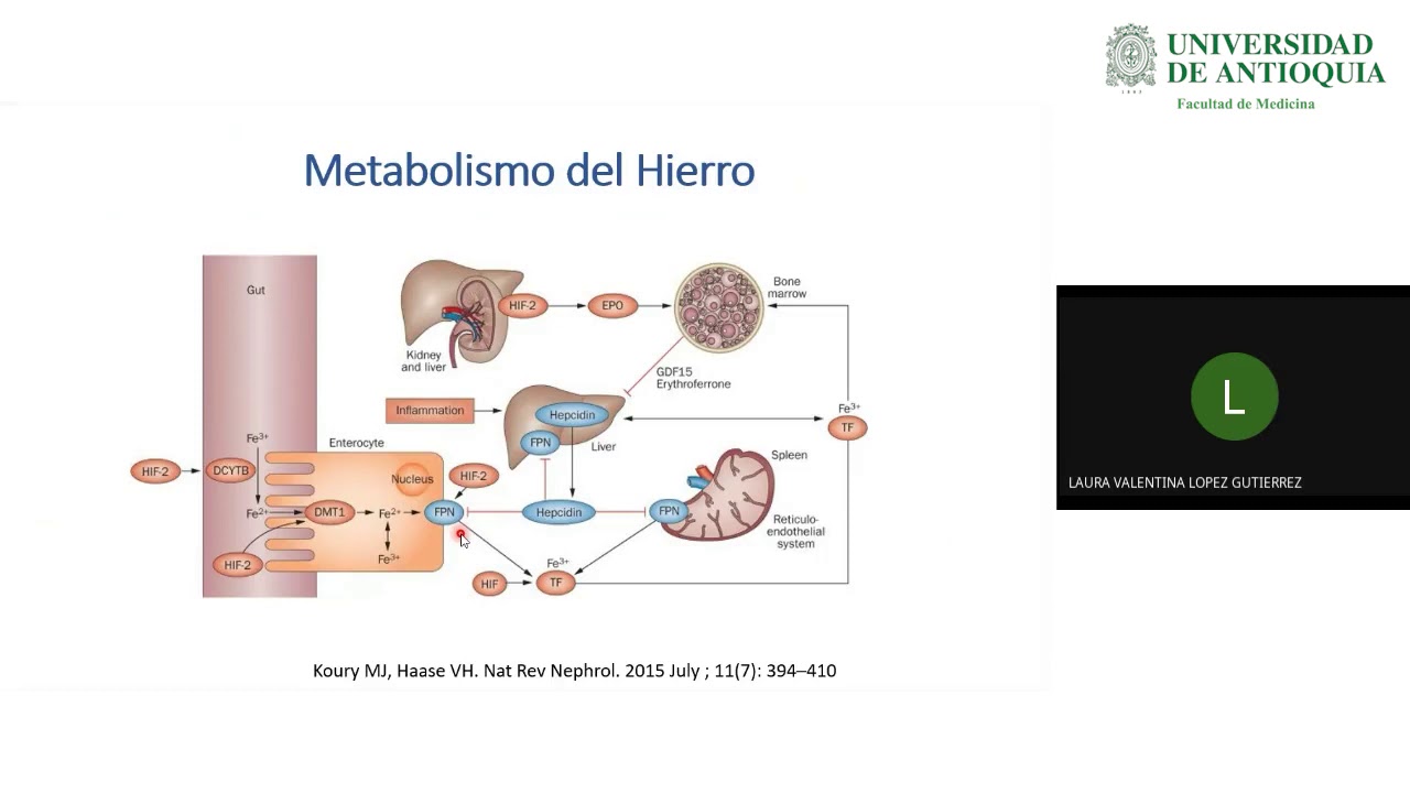 Anemia en ERC - Dra. Laura Valentina López
