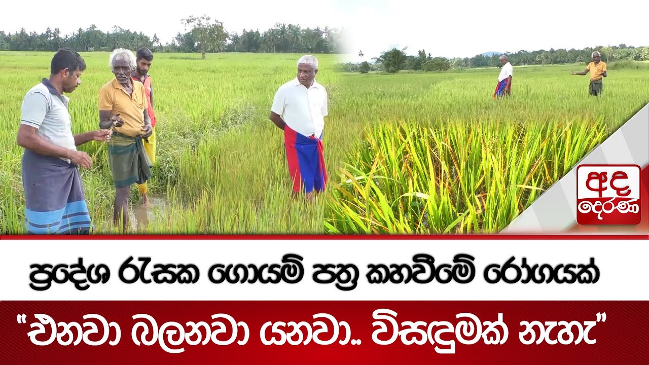ප්‍රදේශ රැසක ගොයම් පත්‍ර කහවීමේ රෝගයක් - 