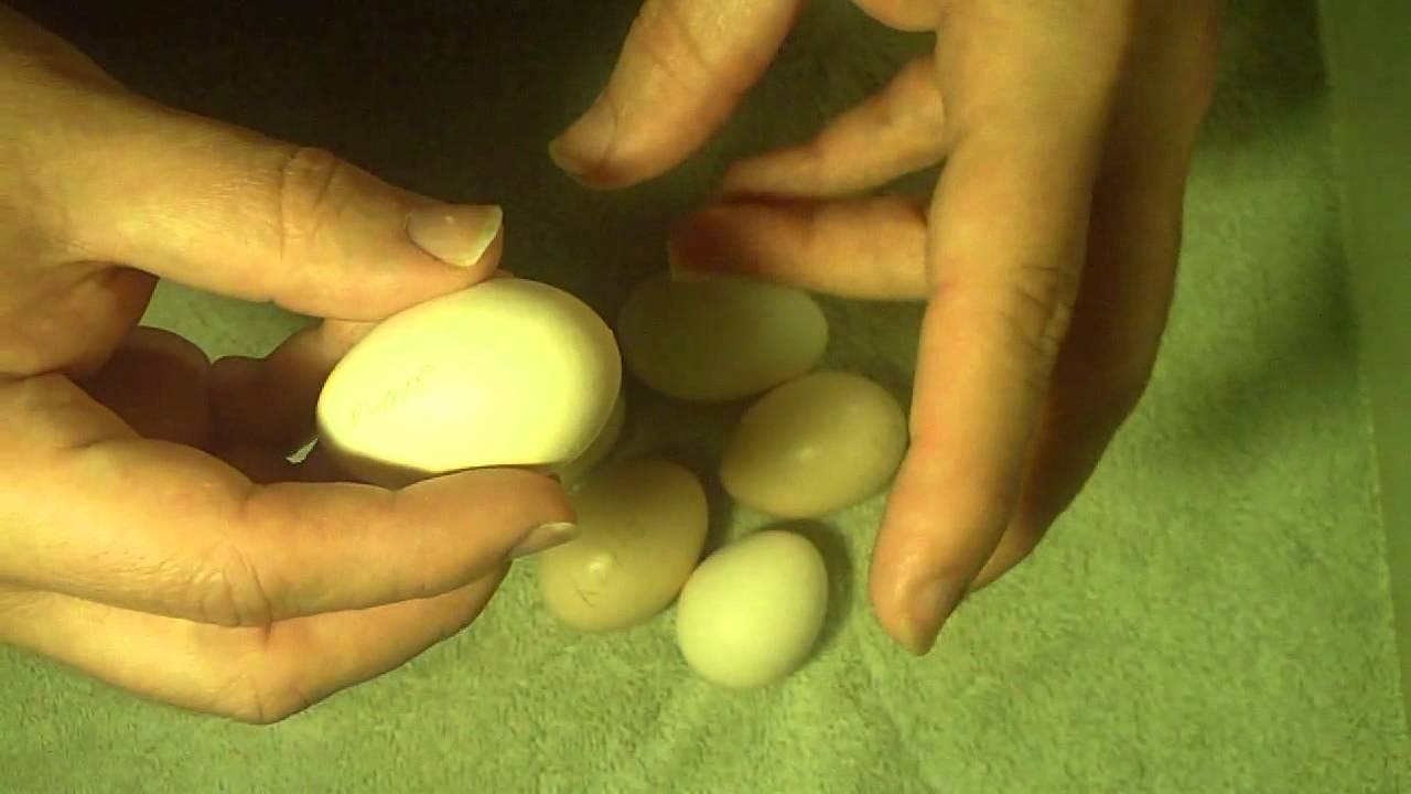 Fertile Serama Eggs & Why They Don't Always Hatch