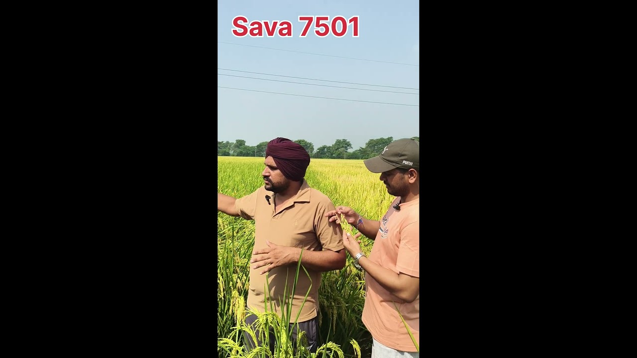 Sava 7501 paddy #hybrid #seeds #viral #video #farming #punjab #agriculture