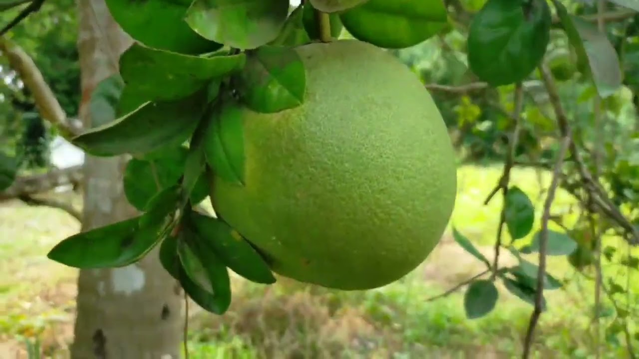 A Day in My Life | Satyajit Ray Film Institute | Pomelo Garden| Nature and Greenery Shots |