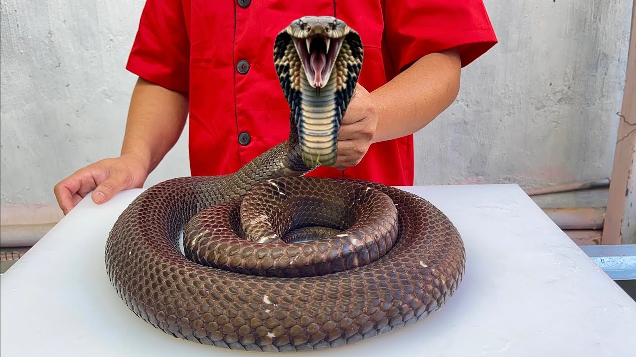 best king cobra recipe // Vn Chef