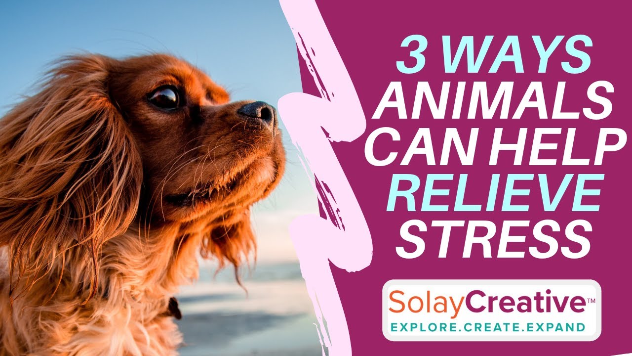3 Ways Animals Can Help Relieve Your Stress | Lorie L Solay
