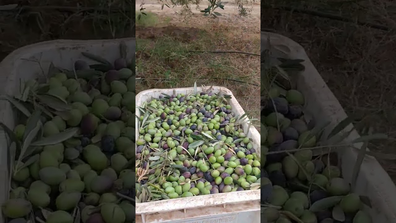 إنتاج خيالي لصنف لوكنكدوك وتأطير عملية جني الزيتون عمل جيد بدون تعليق إقليم مركش