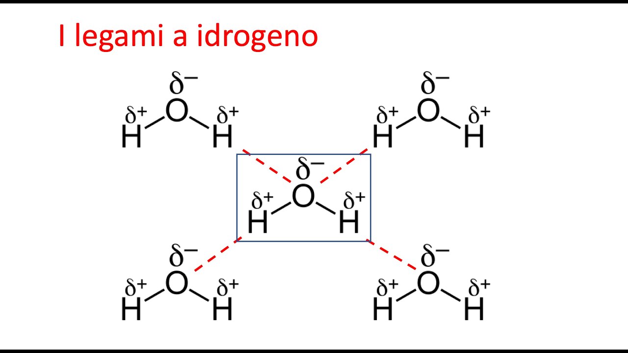 I legami a idrogeno e le proprietà dell'acqua