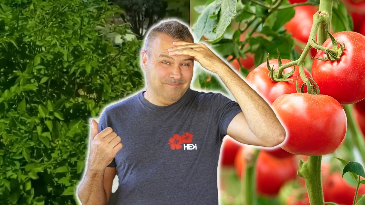Why Your Tomato Plants Aren't Producing (10 Common Mistakes)