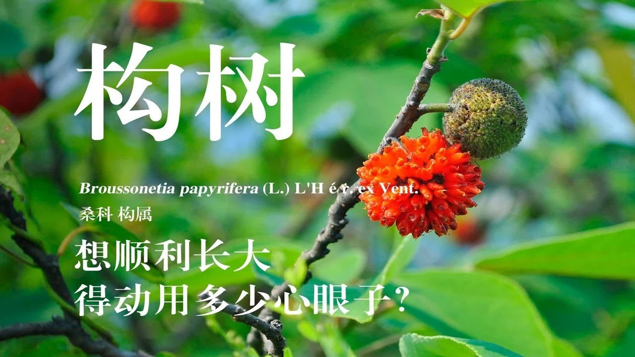 雌花长得像毛球，果子像杨梅，吃起来甜甜的，很美味！ 它就是&mdash;&mdash;构树，别名楮树、谷树、榖树等！ 也被人叫做&ldquo;假杨梅&rdquo;！